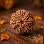 7 Mukhi Rudraksha