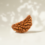 1 Mukhi Rudraksha