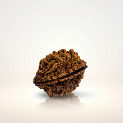 2 Mukhi Rudraksha