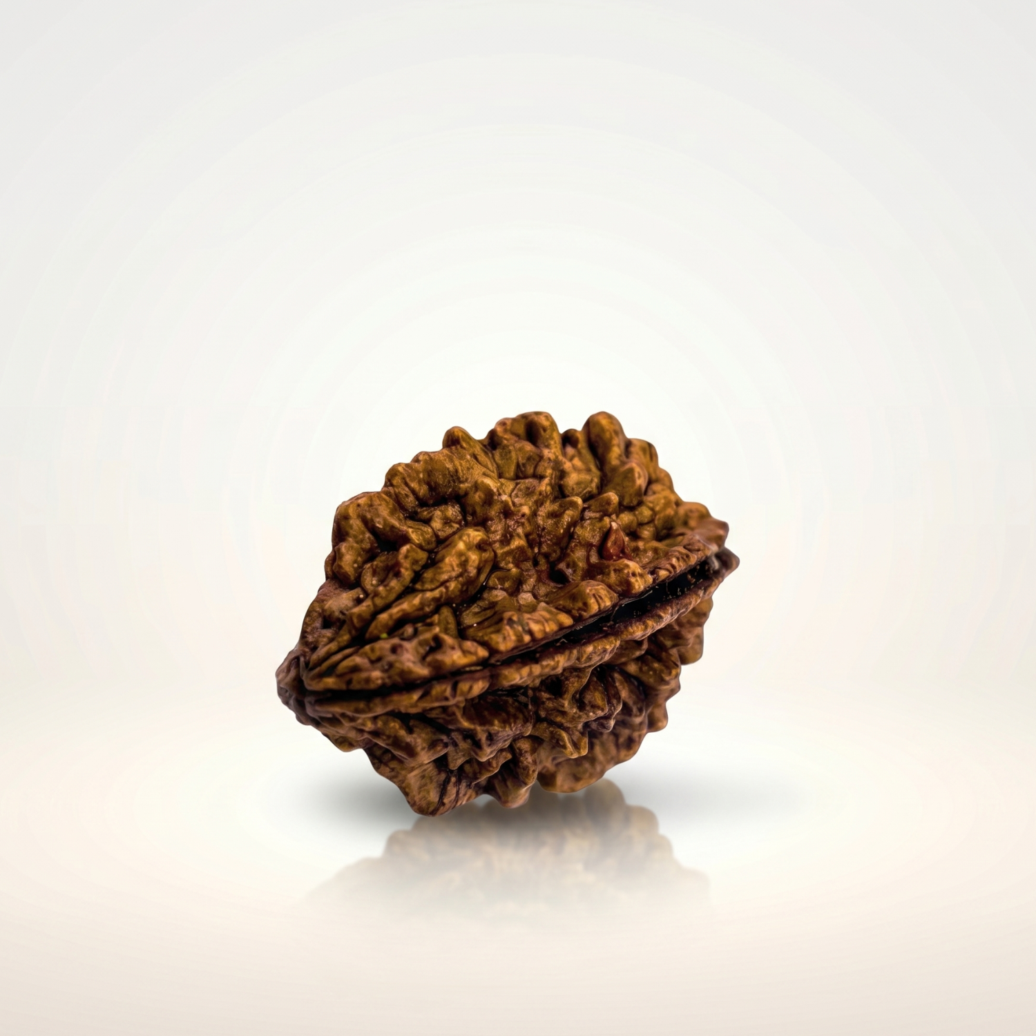 Untitled (1500 x 1500 px) (19) 2 Mukhi Rudraksha - Image 1