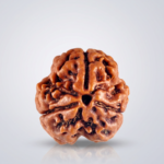 3 Mukhi Rudraksha