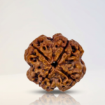 4 Mukhi Rudraksha