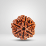 6 Mukhi Rudraksha